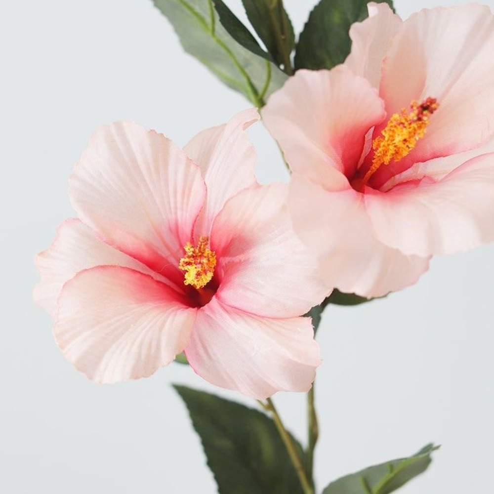 Meet your Posher, Island Threads🌺
